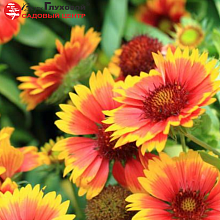 Основное изображение товара