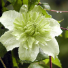 Клематис "Альба Плена" на фото