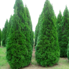 Туя западная (Thuja occidentalis) Смарагд  40-60 С3 ПА/24