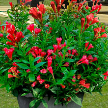 Основное изображение товара