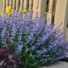 Котовник фассена (Nepeta Faassenii) Парсиан Блю С2 РРс/25