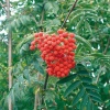 Рябина обыкновенная (Sorbus aucuparia) Веттра 8/10 300-350 С35 БАпп/25