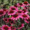 Эхинацея пурпурная "Фатал Эттрэкшн" на фото