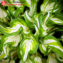 Основное изображение товара