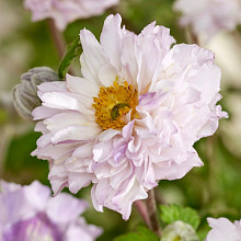 Основное изображение товара