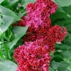 Сирень обыкновенная (Syringa vulgaris) Красная Москва WRB60 ком/сетка СП/25