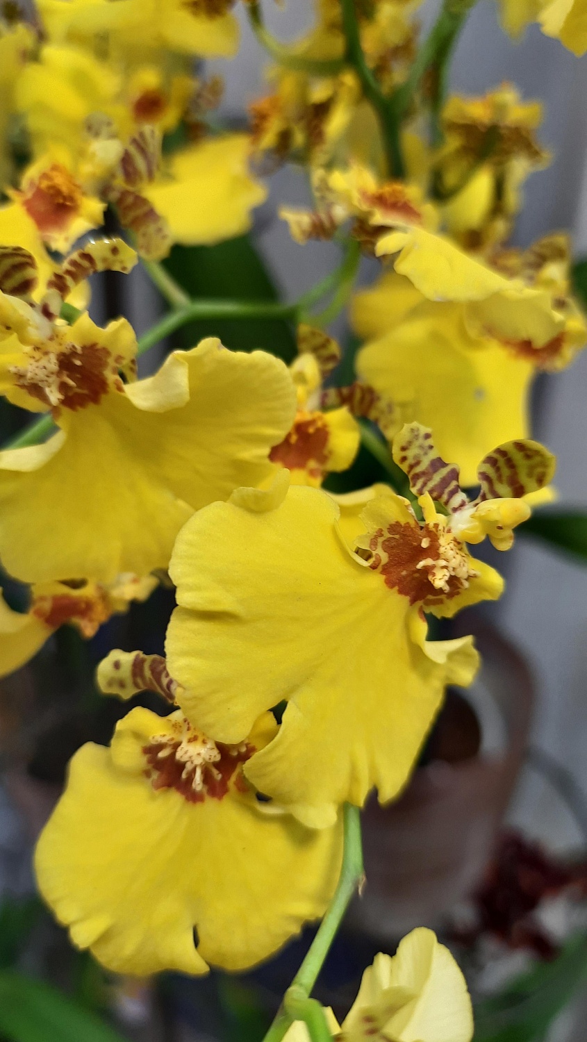 Новое поступление комнатных растений