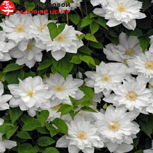 Основное изображение товара