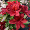 Азалия крупноцветковая (Azalea) 'Nabucco' 40-60 С5 ПЧ/25