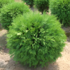 Туя западная (Thuja occidentalis) Литтл Чемпион  С3 СП/25