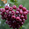 Рябина обыкновенная (Sorbus aucuparia) Гранатная 100-150 С7,5 РГр/26