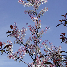 Основное изображение товара