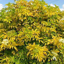 Основное изображение товара