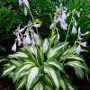 Хоста гибридная "Кристмас Кэнди" на фото