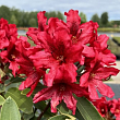 Рододендрон гибридный 