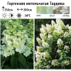Гортензия метельчатая (Hydrangea paniculata) Тардива С3 СП/24
