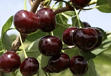 Вишня Путинка (средний сорт)