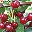 Вишня 