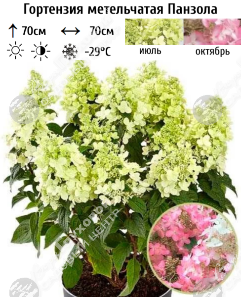 Гортензия метельчатая "Панзола" на фото