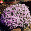 Флокс шиловидный (Phlox subulata) Кэнди Страйпс Р9 НАп/26