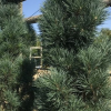 Сосна обыкновенная (Pinus sylvestris) Фастигиата 40-60 С6 ГЕ/26