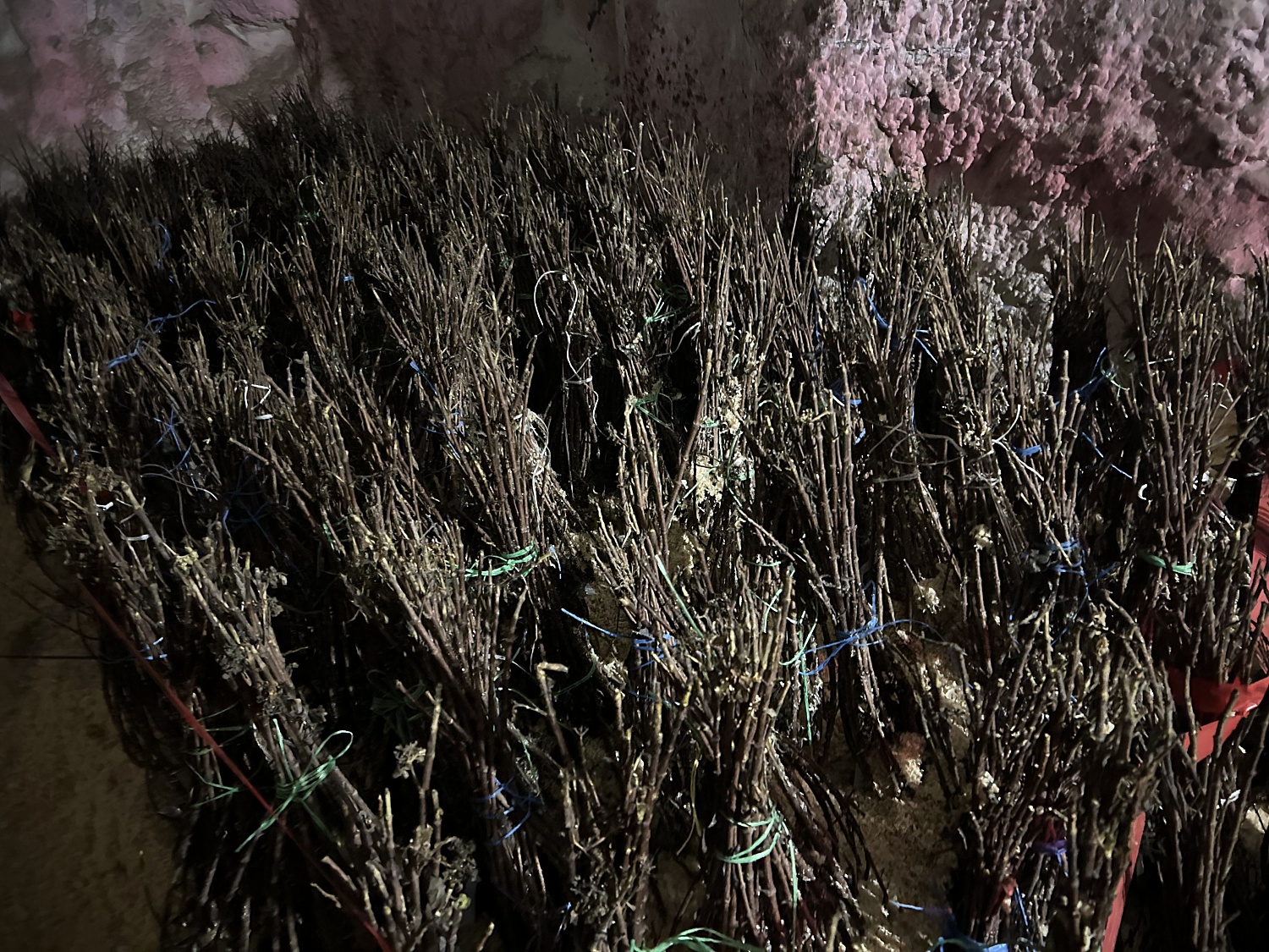 Не только королева сада, но и хозяйка горы