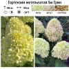 Гортензия метельчатая "Би Грин" на фото