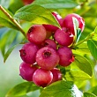 Голубика 