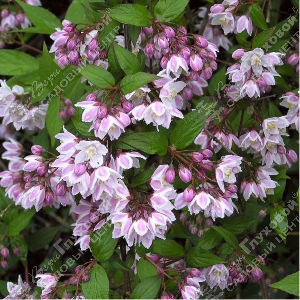 Дейция пурпурная "Калмифлора" на фото