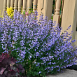 Котовник фассена 