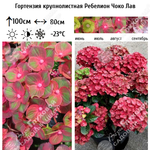 Гортензия крупнолистная "Ребелион Чоко Лав" на фото