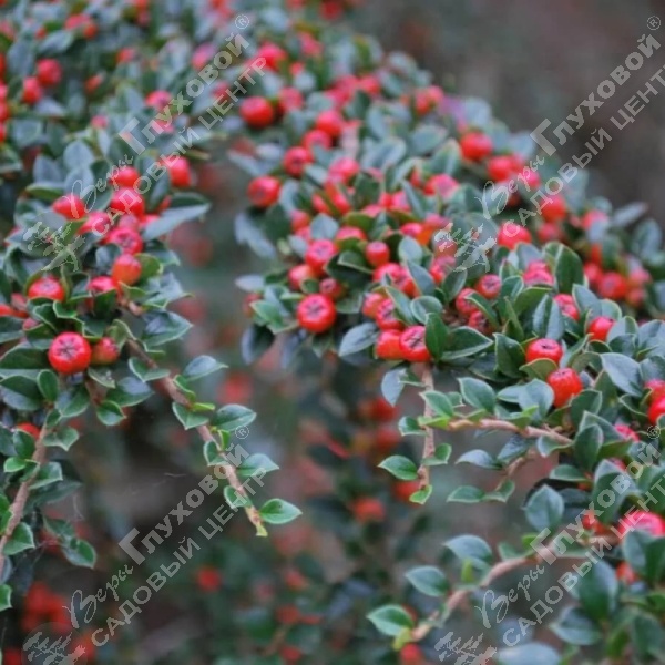 Кизильник горизонтальный на фото