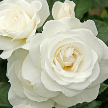 Основное изображение товара