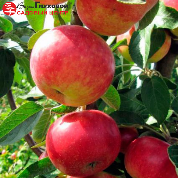 Основное изображение товара