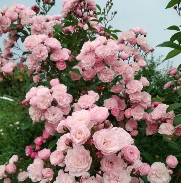 Основное изображение товара