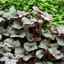 Основное изображение товара