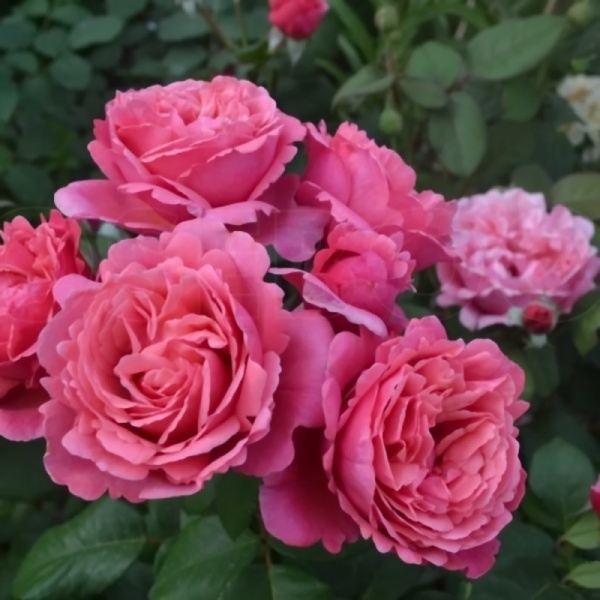 Основное изображение товара