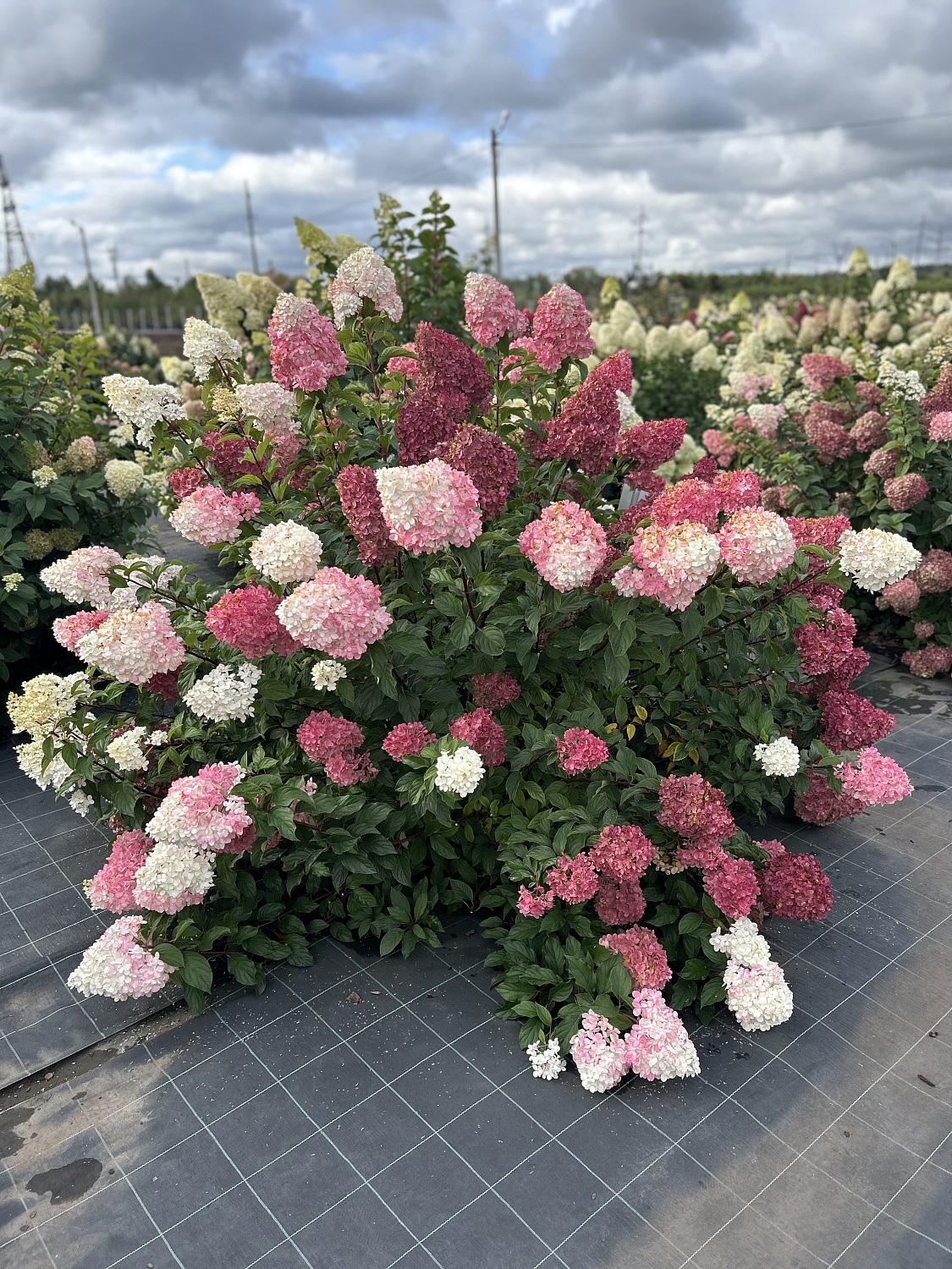 Популярная и востребованная Ванилла