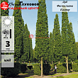 Дуб черешчатый 