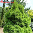 Сосна Веймутова 