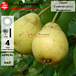 Груша 