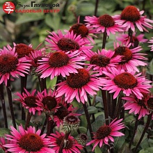 Основное изображение товара