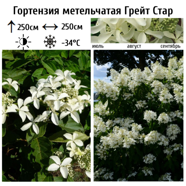 Основное изображение товара