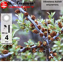 Основное изображение товара