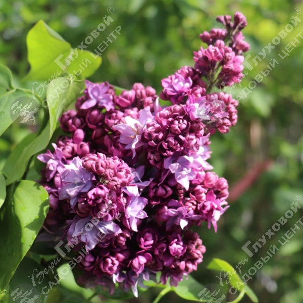 Сирень обыкновенная "Маршал Малиновский" на фото