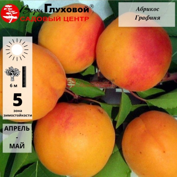 Основное изображение товара