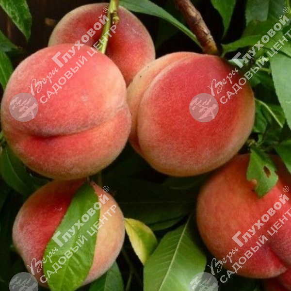 Персик "Мичуринский" на фото