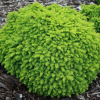 Ель обыкновенная (Picea abies) Литтл Джем 25-30 С3 ГЕ/24 - СКИДКА 40%