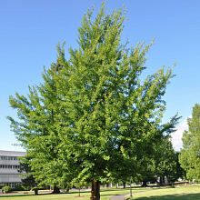 Гинкго билоба - Ginkgo biloba