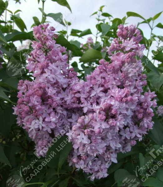 Сирень обыкновенная "Серебрянные звезды"  на фото